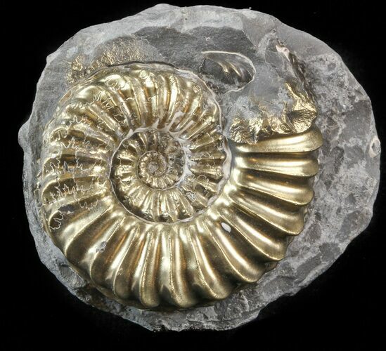 Pyritized Pleuroceras Ammonite - Germany #42746